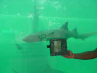 low_res_atlantis0020.jpg (24757 bytes)