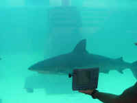 low_res_atlantis0023.jpg (22425 bytes)