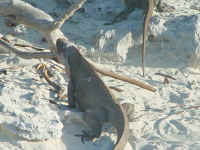 low_res_0048.jpg (85491 bytes)